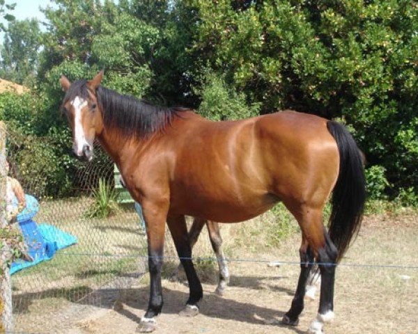 broodmare Deline (Selle Français, 1991, from Leprince de Thurin)