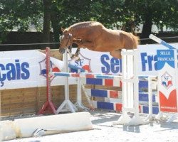 Springpferd Tabasco des Aubiers (Selle Français, 2007, von Calvaro Z)