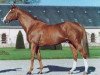 stallion First de Launay (Selle Français, 1993, from Laudanum xx)