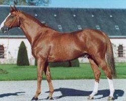 stallion First de Launay (Selle Français, 1993, from Laudanum xx)