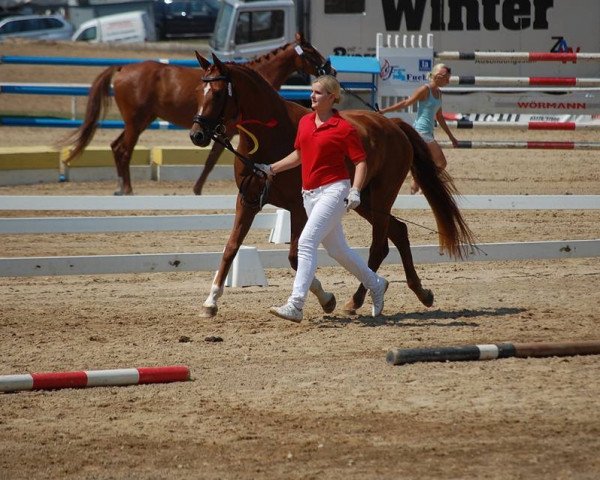 Zuchtstute Quatre Etoiles (Österreichisches Warmblut, 2011, von Quadroneur)