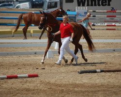 broodmare Quatre Etoiles (Austrian Warmblood, 2011, from Quadroneur)