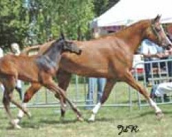 broodmare Westerhuis Surprise (Nederlands Welsh Ridepony, 2000, from Bokkesprong Czardas)