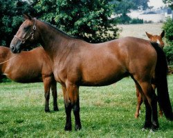 broodmare Estrella del Dia (Selle Français, 1992, from Galoubet A)