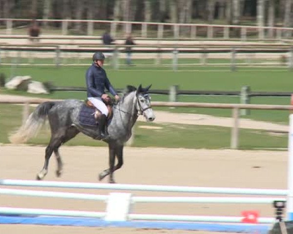 horse Ta Venus de Corbou Z (Zangersheide riding horse, 2009, from Toulon)
