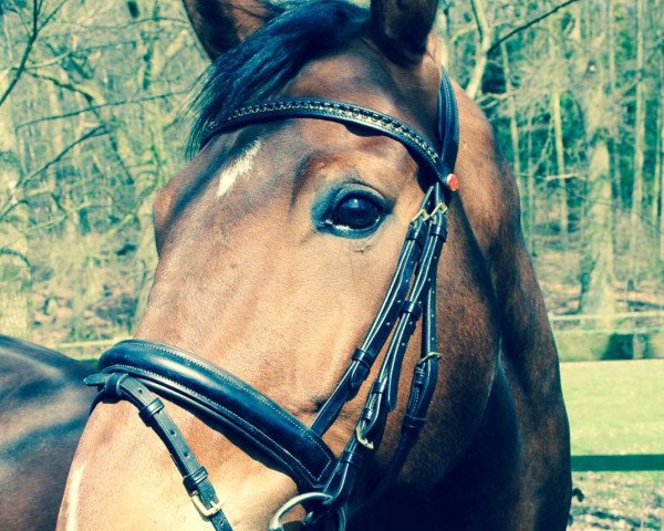 dressage horse Degenhardt L (Mecklenburg, 2008, from Daddy Cool)