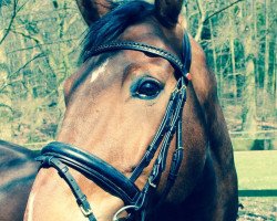 dressage horse Degenhardt L (Mecklenburg, 2008, from Daddy Cool)