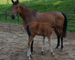 broodmare Canadia (Holsteiner, 2010, from Newton)