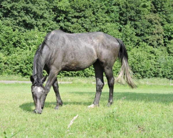 broodmare Chiwa Z (Zangersheide riding horse, 2013, from Chiwago 5)