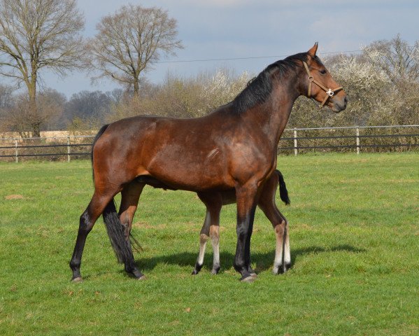 horse Jody (Oldenburg, 2009, from Sandro Hit)
