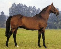 stallion Espoir d'Escla (Selle Français, 1970, from Pre Catelan II xx)