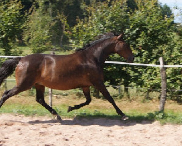 Zuchtstute Ulicator de Fauntane K (KWPN (Niederländisches Warmblut), 2001, von Alligator Fontaine)