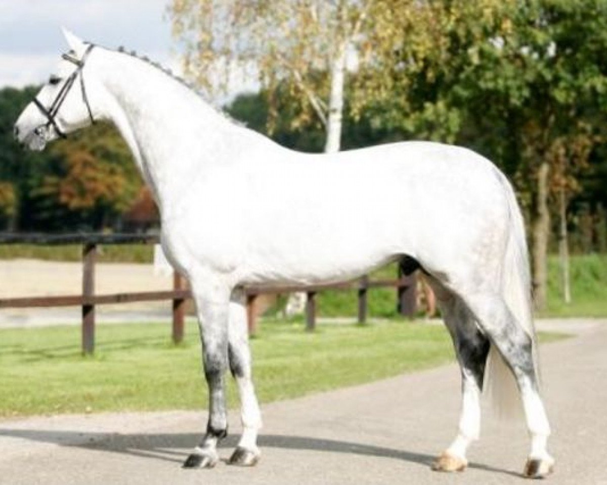 Deckhengst V.Alba R (KWPN (Niederländisches Warmblut), 2002, von Rubert R)