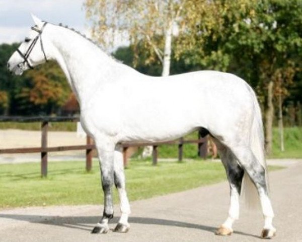 stallion V.Alba R (Dutch Warmblood, 2002, from Rubert R)