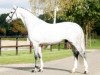 stallion V.Alba R (KWPN (Royal Dutch Sporthorse), 2002, from Rubert R)