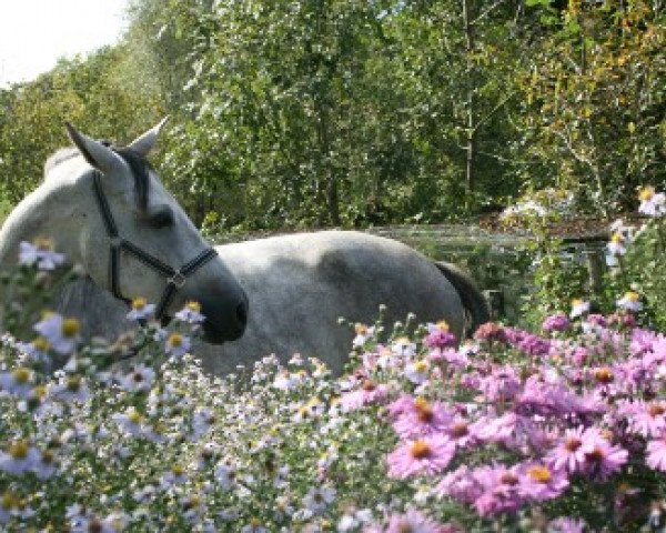 Zuchtstute Vitesse Mansolein Z (Zangersheide Reitpferd, 2010, von V.Alba R)