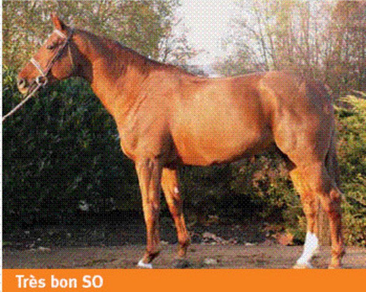 stallion Kaloubet D’tourelle (Selle Français, 1998, from Galoubet A)