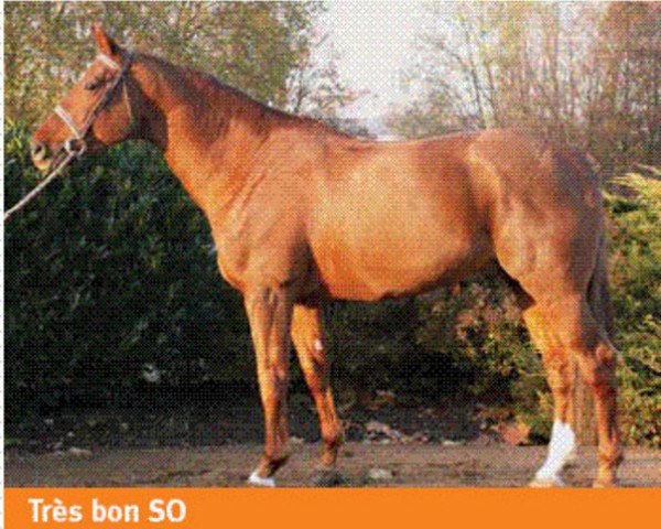 stallion Kaloubet D’tourelle (Selle Français, 1998, from Galoubet A)