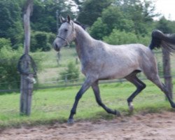 Springpferd Esmee Mansolein (Selle Français, 2014, von Kaloubet D’tourelle)