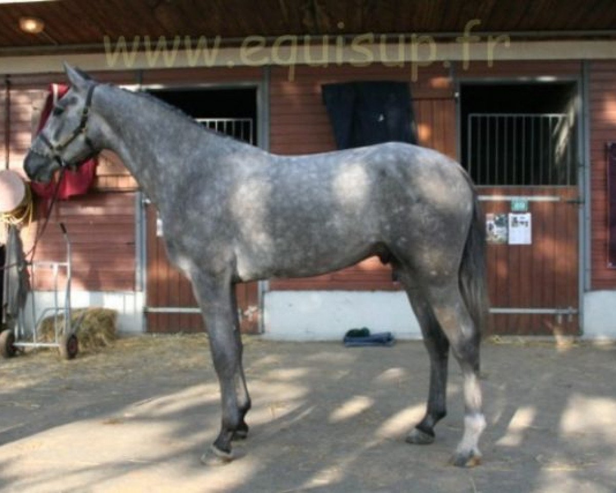 horse Cap Kennedy (Westphalian, 1996, from Capitalist)