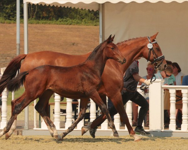 dressage horse Lonkens Fiareggio (Oldenburg, 2016, from Fiandro)