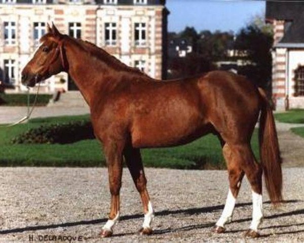 stallion Kildare du Carel (Selle Français, 1998, from Cabdula du Tillard)