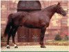 stallion Baladin d'Amour (Selle Français, 1989, from Rosire)