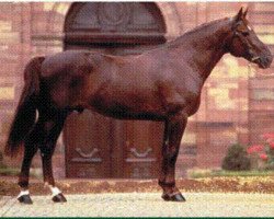 stallion Baladin d'Amour (Selle Français, 1989, from Rosire)