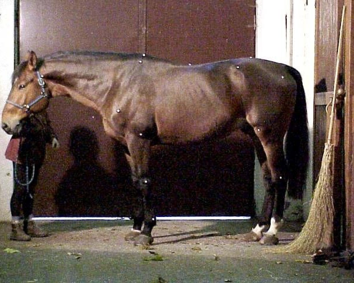 Deckhengst Efle de B'Neville (Selle Français, 1992, von Papillon Rouge)