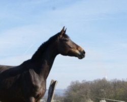 broodmare Celeste du Rempart (Selle Français, 2012, from Mighty Magic)