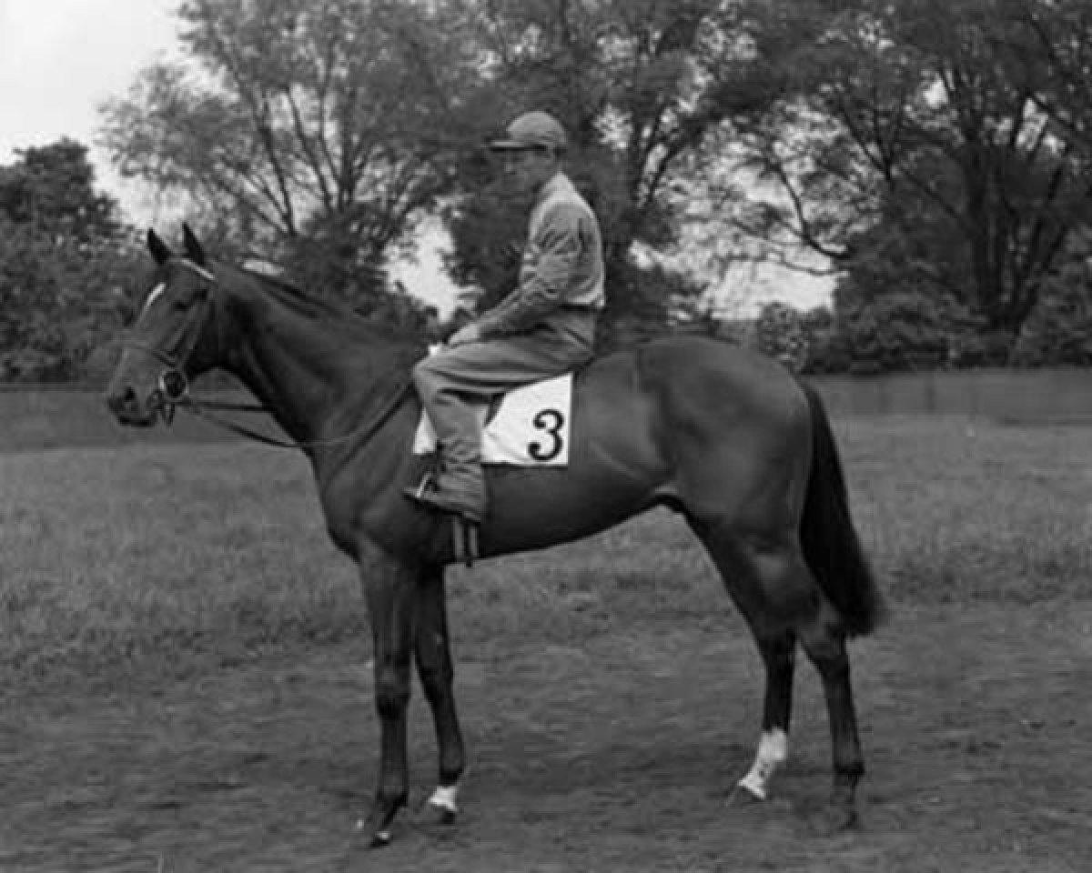 Deckhengst Royal Palm xx (Englisches Vollblut, 1952, von Royal Charger xx)