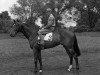 stallion Royal Palm xx (Thoroughbred, 1952, from Royal Charger xx)