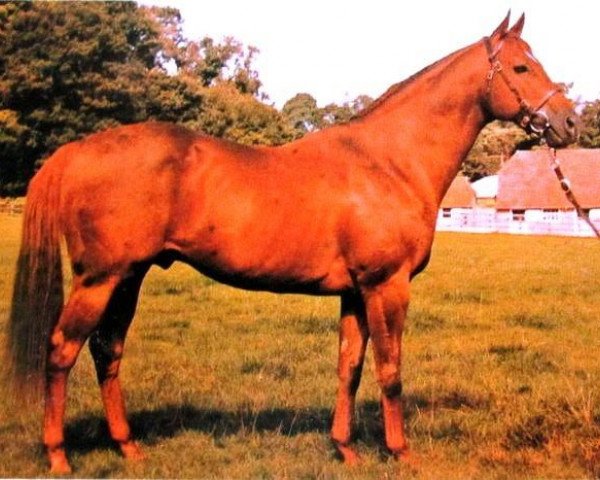 stallion Porto Bello xx (Thoroughbred, 1965, from Floribunda xx)