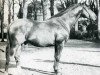 stallion Kalmiste (Selle Français, 1954, from Rantzau xx)