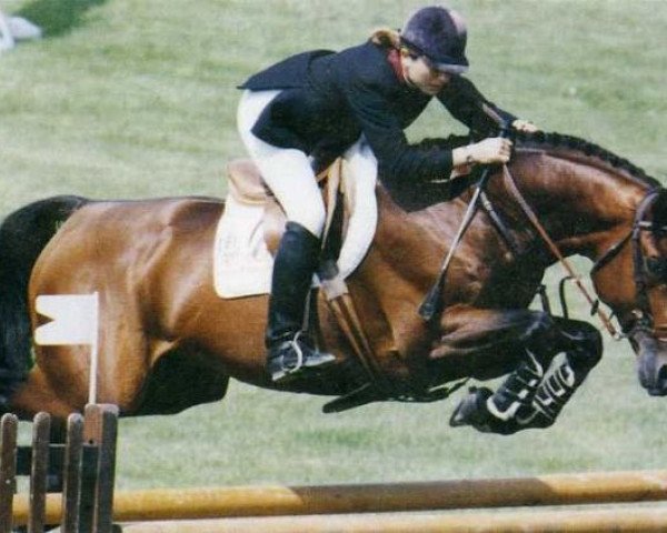 stallion Ulior des Isles (Selle Français, 1986, from Uriel)