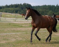 Springpferd Sun Dance Semilly (Selle Français, 2006, von Kalaska de Semilly)