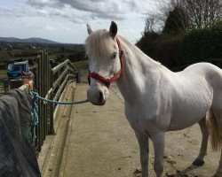 stallion Alina (German Warmblood, 2000, from Laralle)