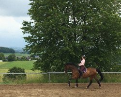 jumper Centauro 3 (Polish Warmblood, 2005, from Landcordek)