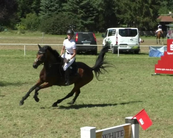 Reitturnier Memmingen/Schw. 2019