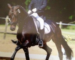 dressage horse Fleur Delacour 11 (Oldenburg, 2008, from Fidertanz)