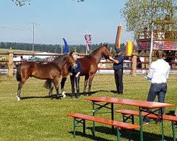 Zuchtstute Bruna (Schweres Warmblut, 1998, von Valerius Mo 1478)