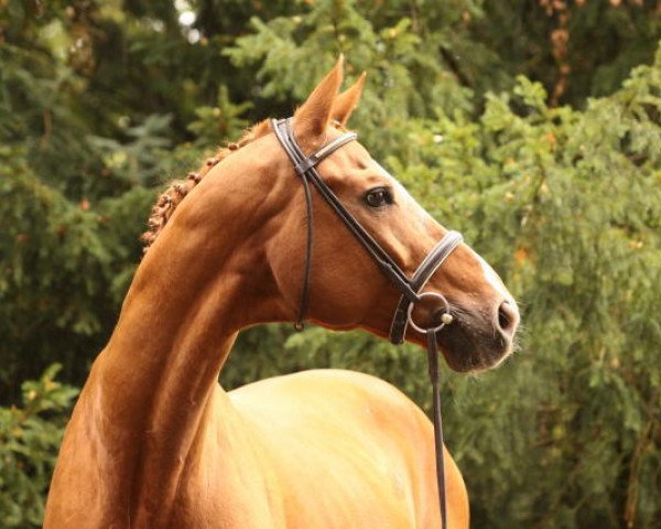 dressage horse Wolkenstein II (Hanoverian, 1990, from Weltmeyer)