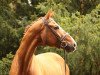dressage horse Wolkenstein II (Hanoverian, 1990, from Weltmeyer)