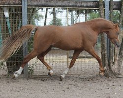 Pferd Kaiserbach's Vancouver (Welsh Pony (Sek.B), 2014, von Cadlanvalley Valient)