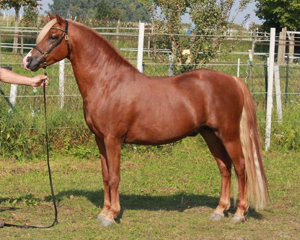 stallion Wildzang's Grandeur (Welsh-Pony (Section B), 2009, from Thistledown Lawrence of Arabia)