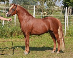 Pferd Wildzang's Grandeur (Welsh Pony (Sek.B), 2009, von Thistledown Lawrence of Arabia)