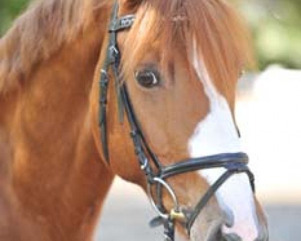 dressage horse Edward 30 (German Riding Pony, 1998, from Dörnberg's Equistro)