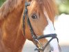 dressage horse Edward 30 (German Riding Pony, 1998, from Dörnberg's Equistro)