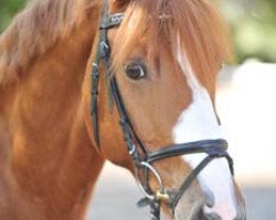 dressage horse Edward 30 (German Riding Pony, 1998, from Dörnberg's Equistro)