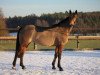 broodmare Tsarina de la Loge (Selle Français, 2007, from Ideal de La Loge)